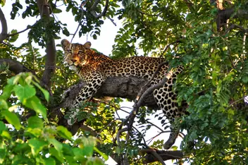 Cosmology on Safari